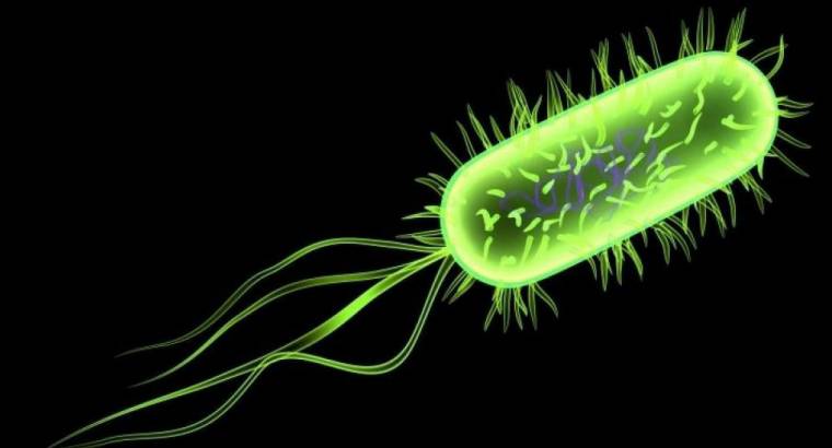 A gyilkos E. coli