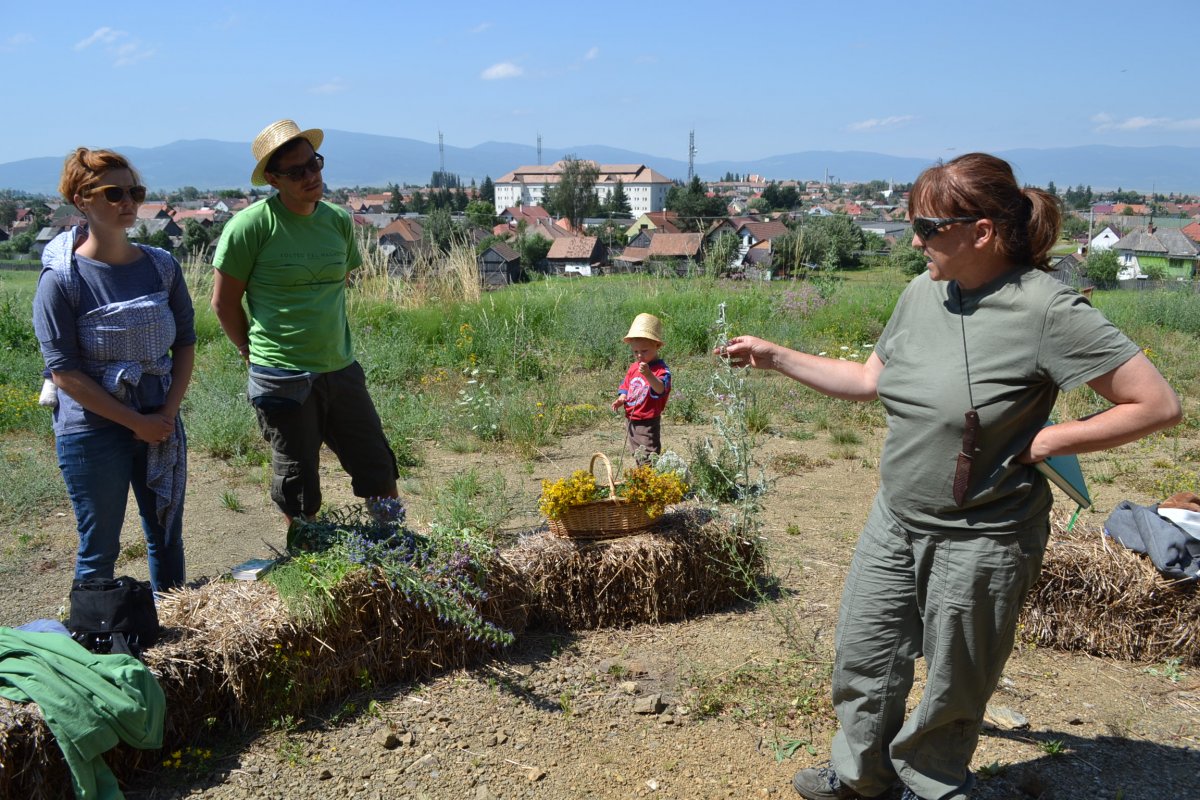 A gyógynövényismeretet szakkönyvekből és hozzáértő oktatók vezetésével, gyakorlati képzéseken sajátíthatjuk el (Képünk illusztráció) •  Fotó: Balázs Katalin