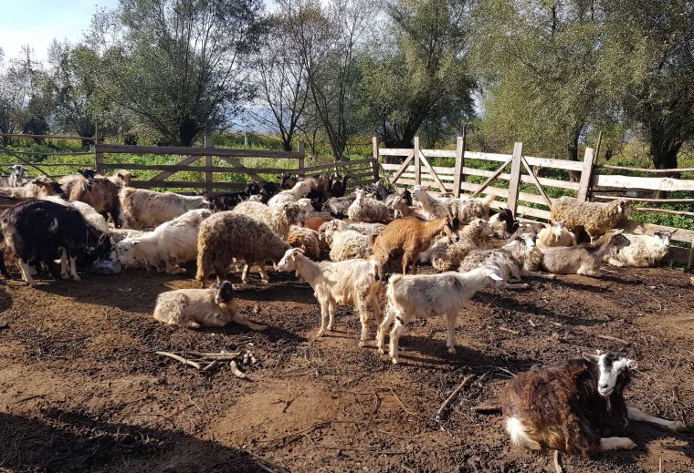 Az ország északi csücskében, Hosszúmezőn is az állattartó gazdák értékesítési gondjaira figyelmeztetnek