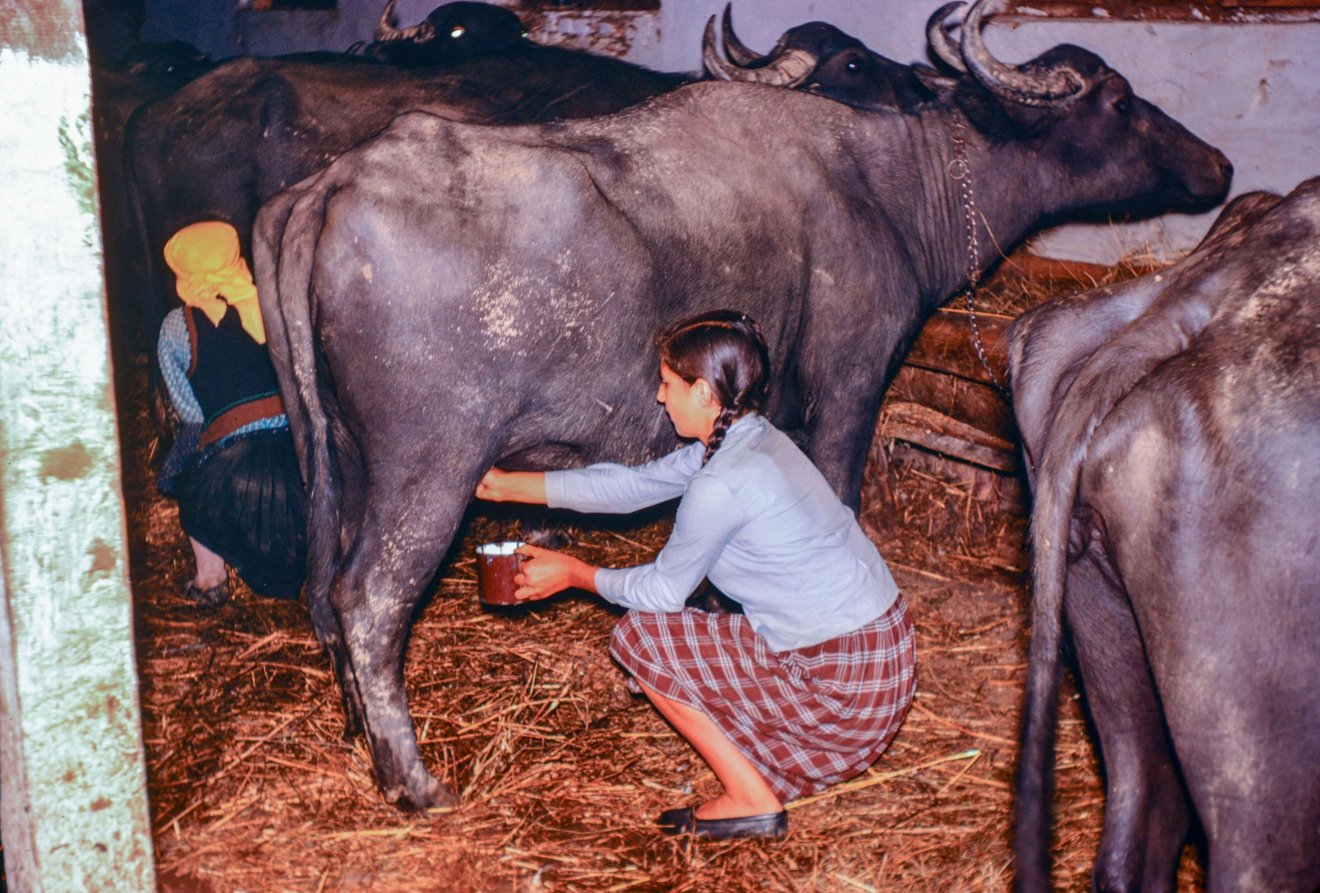 Bivalyfejés. A fekete jószág elsősorban Kalotaszeg falvaiban volt elterjedve •  Fotó: Bridget Gubbins