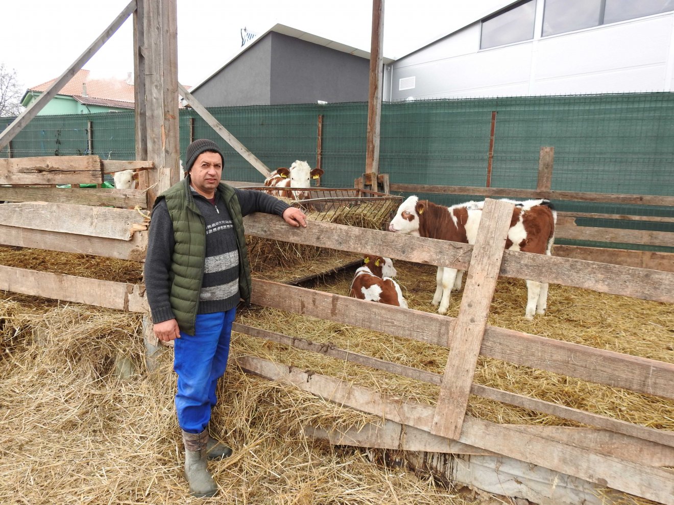 Szabó Dezső az értékesítésre váró borjaival •  Fotó: Makkay József