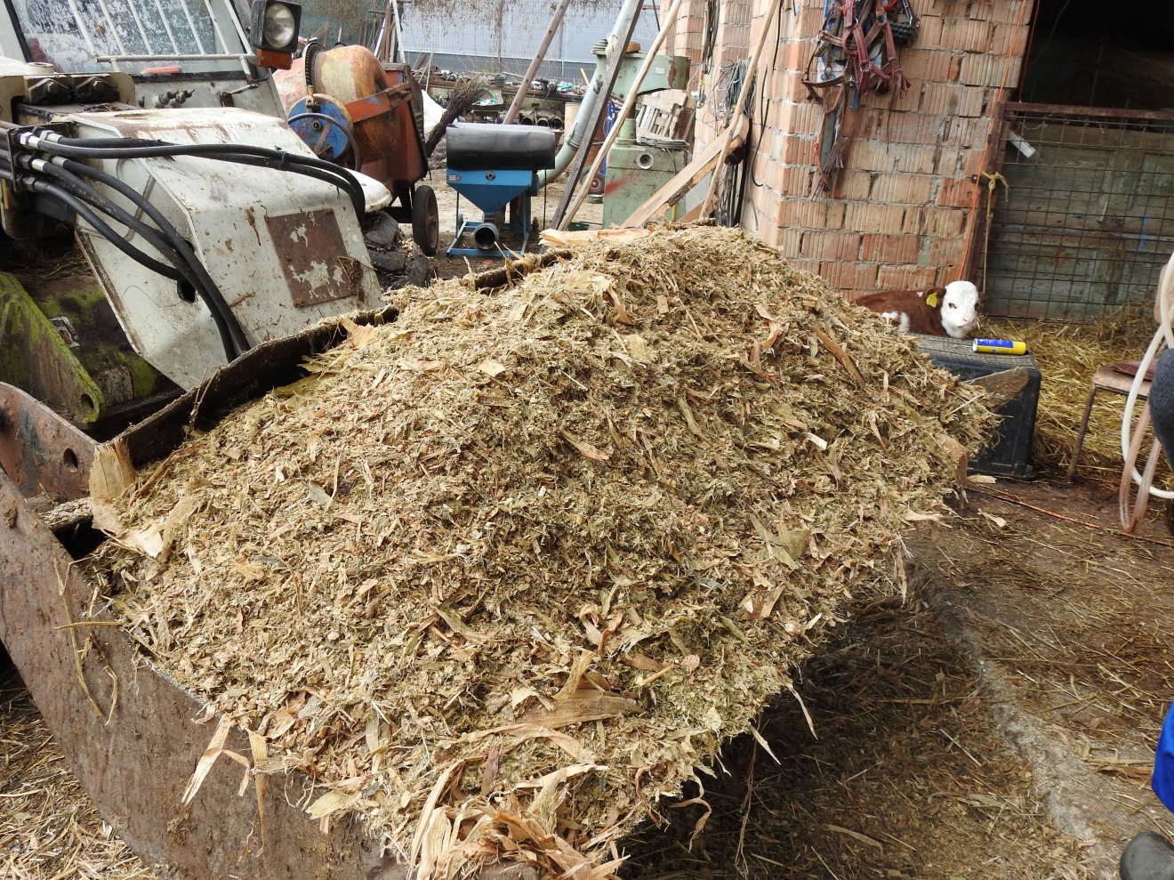 Érkezik a tehenek kedvence, a silótakarmány •  Fotó: Makkay József