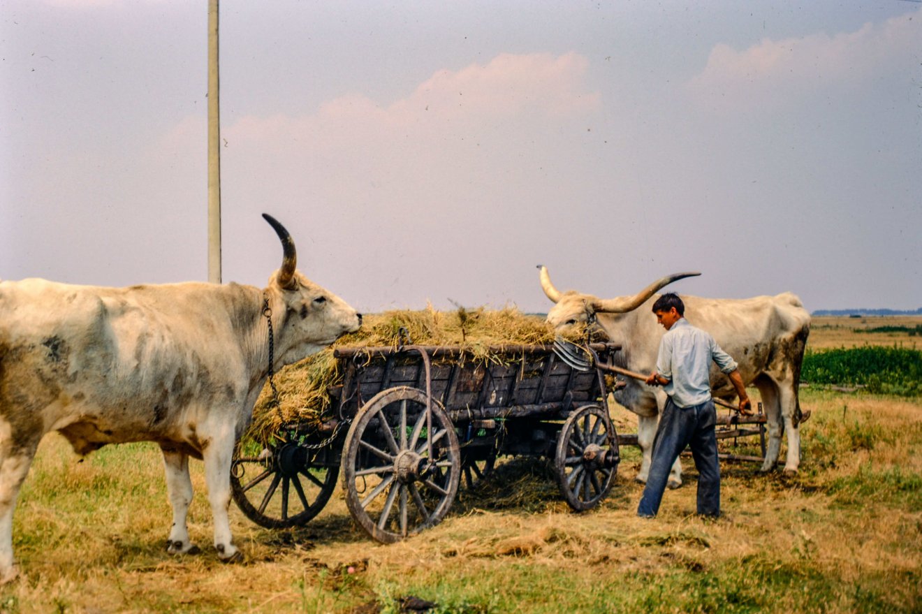 A szürkemarha a Kádár-korszakban is megmaradt a magyar gazda kedvenc jószágának •  Fotó: Bridget Gubbins