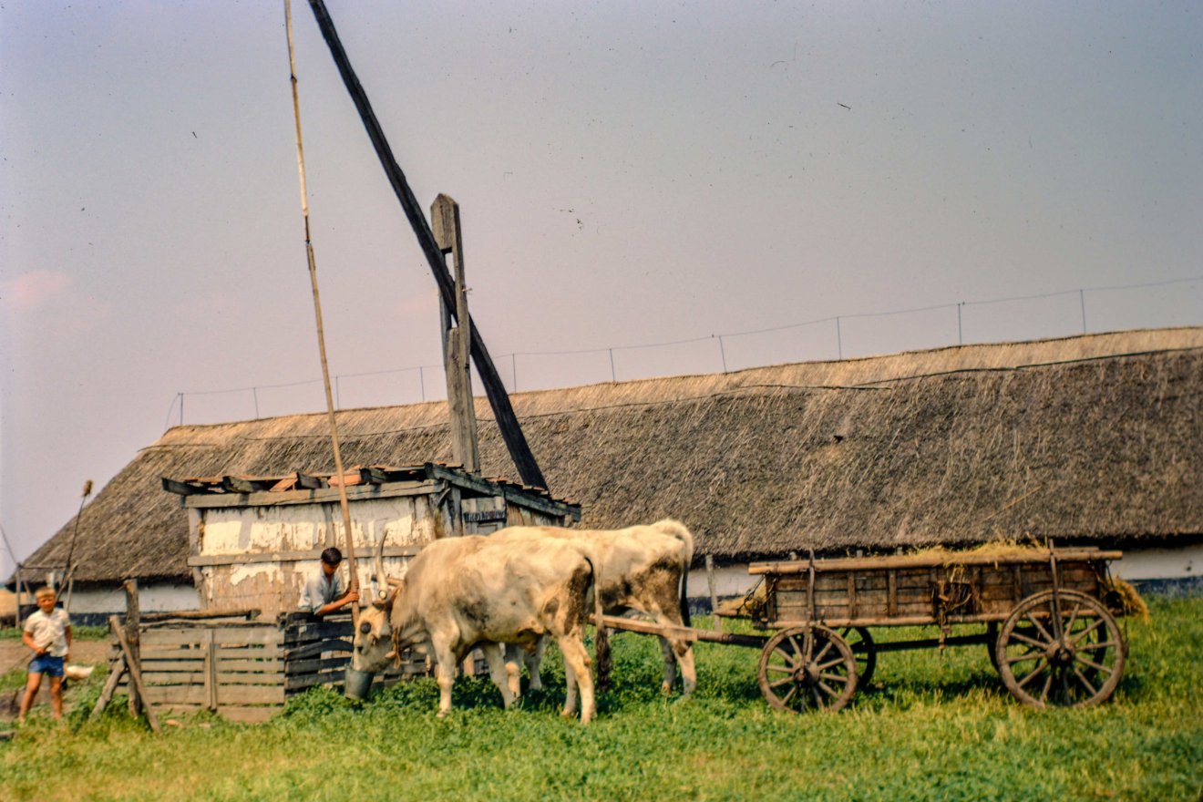 Szarvasmarhafogat egy hortobágyi itatónál •  Fotó: Bridget Gubbins