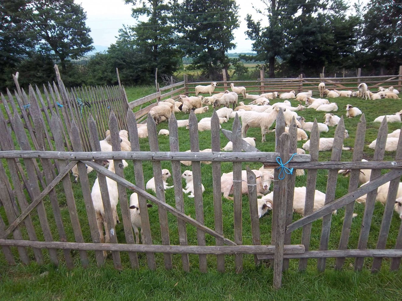 Megnyírt juhak egy mócvidéki esztenán •  Fotó: Bridget Gubbins