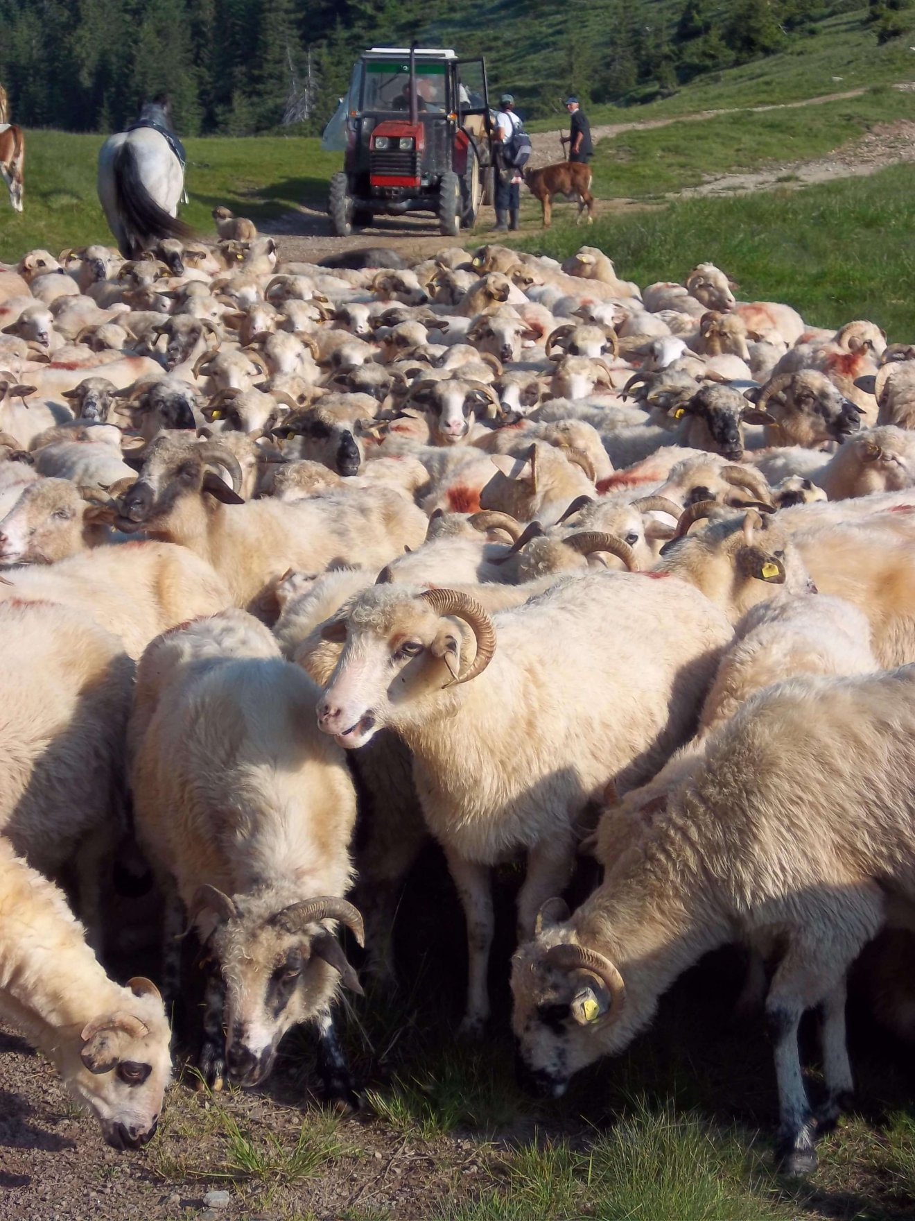 A juhtartó gazdák a rendszerváltás után korszerű mezőgépeket is beszerezhettek •  Fotó: Bridget Gubbins