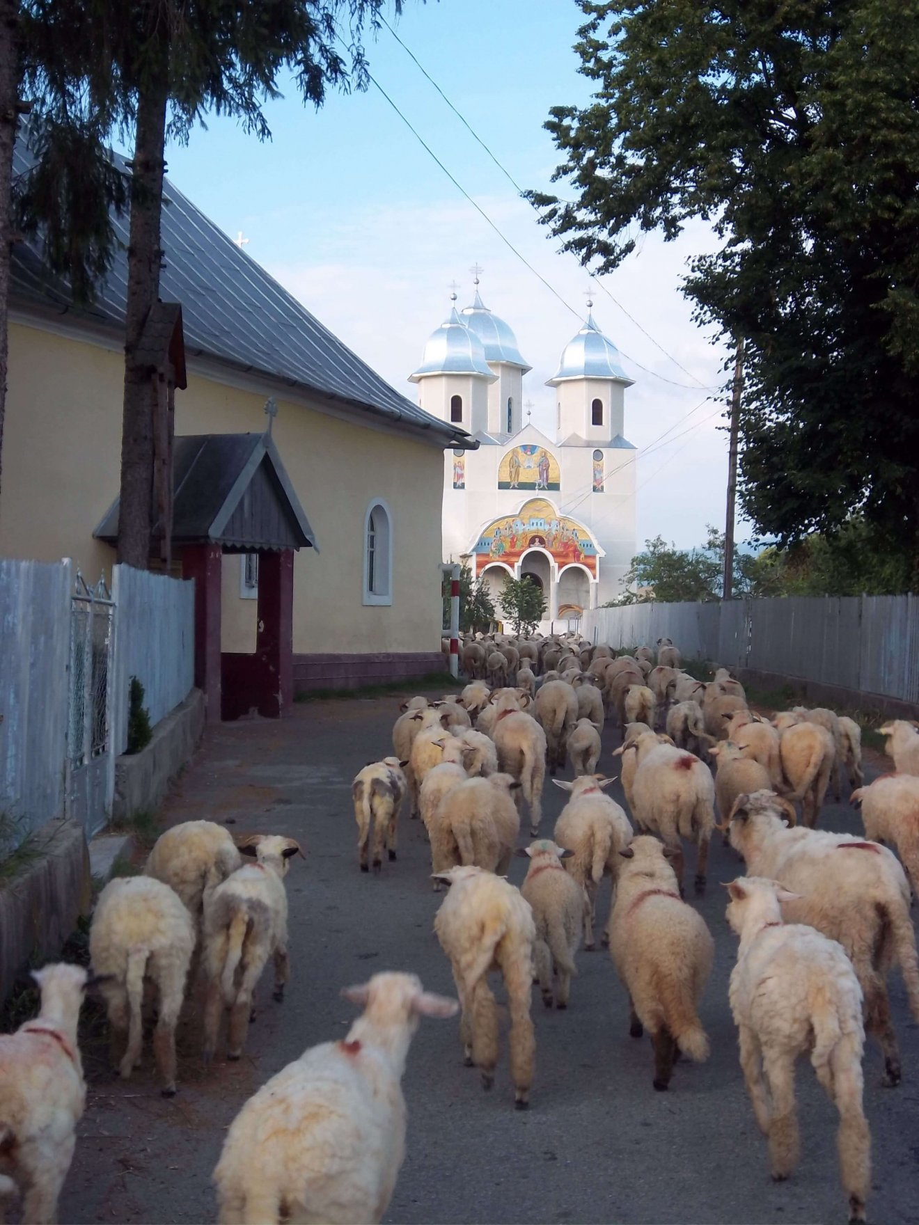 Lepus főutcáján végigvonuló juhnyáj az 1990-es években •  Fotó: Bridget Gubbins