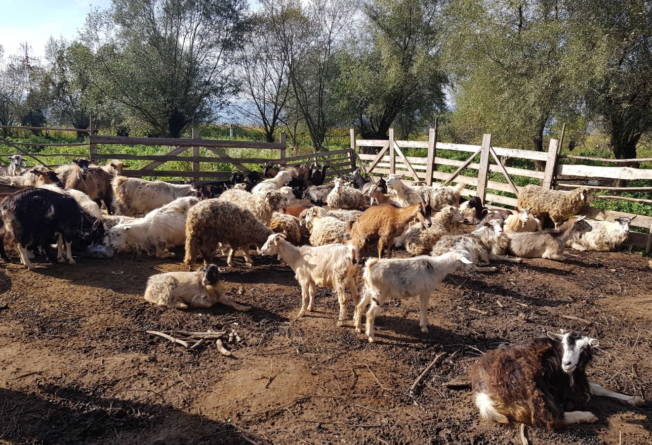Kecskenyáj a Tisza partján. A gazdák legnagyobb gondja a tej értékesítése •  Fotó: Makkay József
