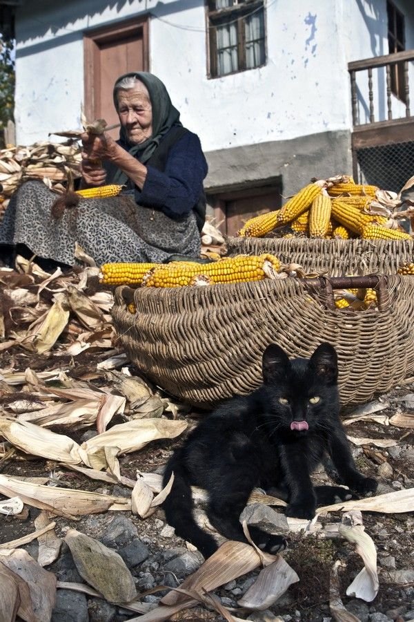 Kukoricahántás a Hargita megyei Patakfalván •  Fotó: Balázs Ödön/Székely Kalendárium