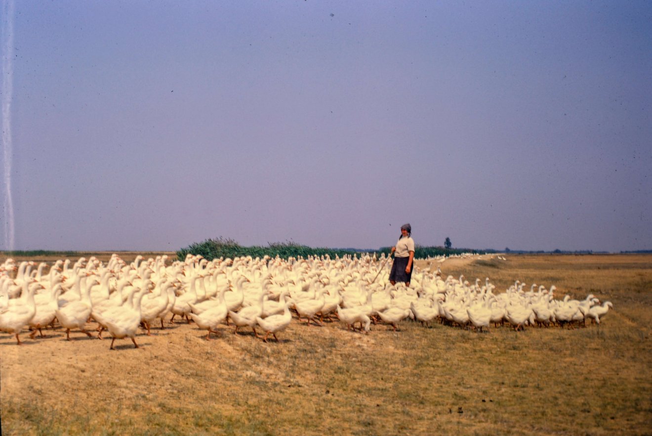 Libanyájat terelő asszony 1967-ben a vidéki Magyarországon •  Fotó: Bridget Gubbins