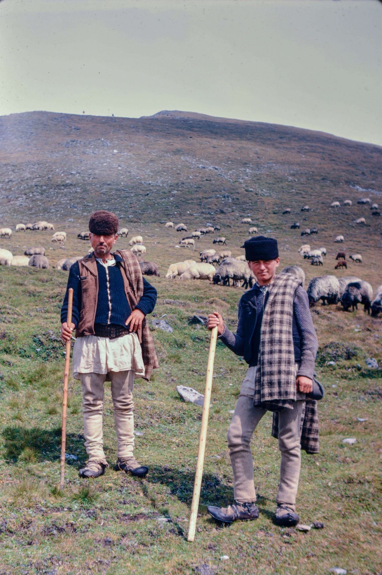 Juhaikat legeltető mócvidéki pakulárok •  Fotó: Bridget Gubbins