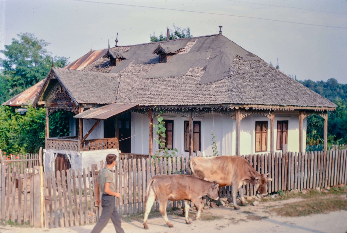A legelőről hazatérő tehenek látványa négy évtizeddel ezelőtt Erdély legtöbb falujában még természetes jelenség volt •  Fotó: Bridget Gubbins
