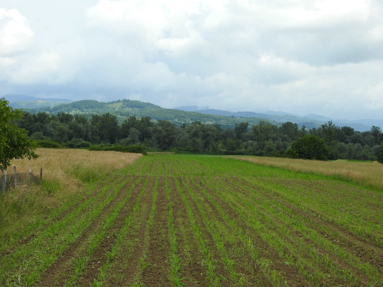 A bokrokon túl Ukrajna •  Fotó: Makkay József