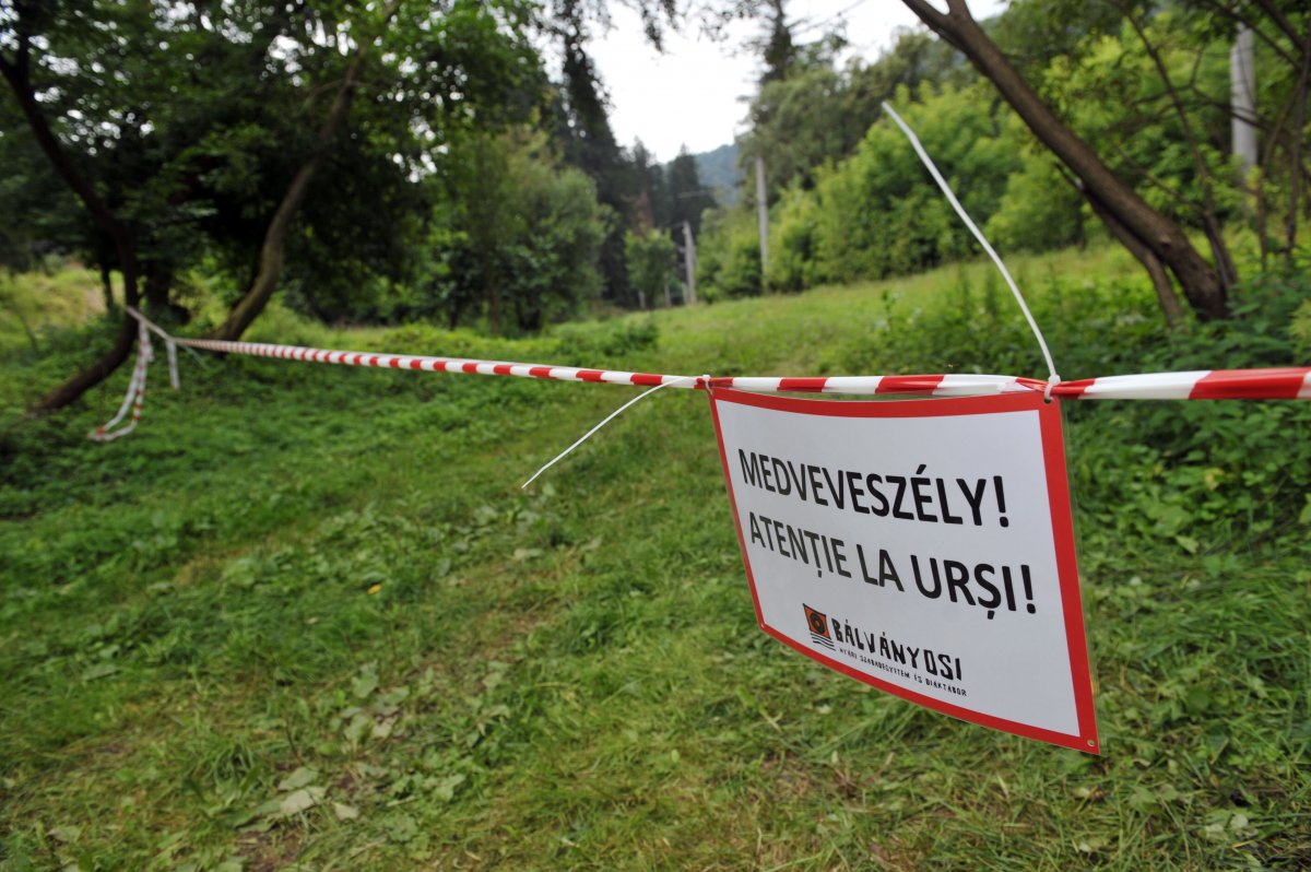 Medveveszély. A tábla a tusványosi szabadegyetem elmaradhatatlan kelléke &bullet;  Fotó: Beliczay László