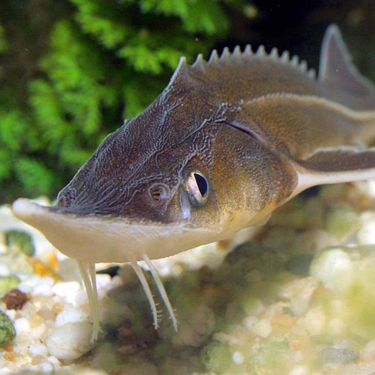 Haltisztítás telefonos segítséggel