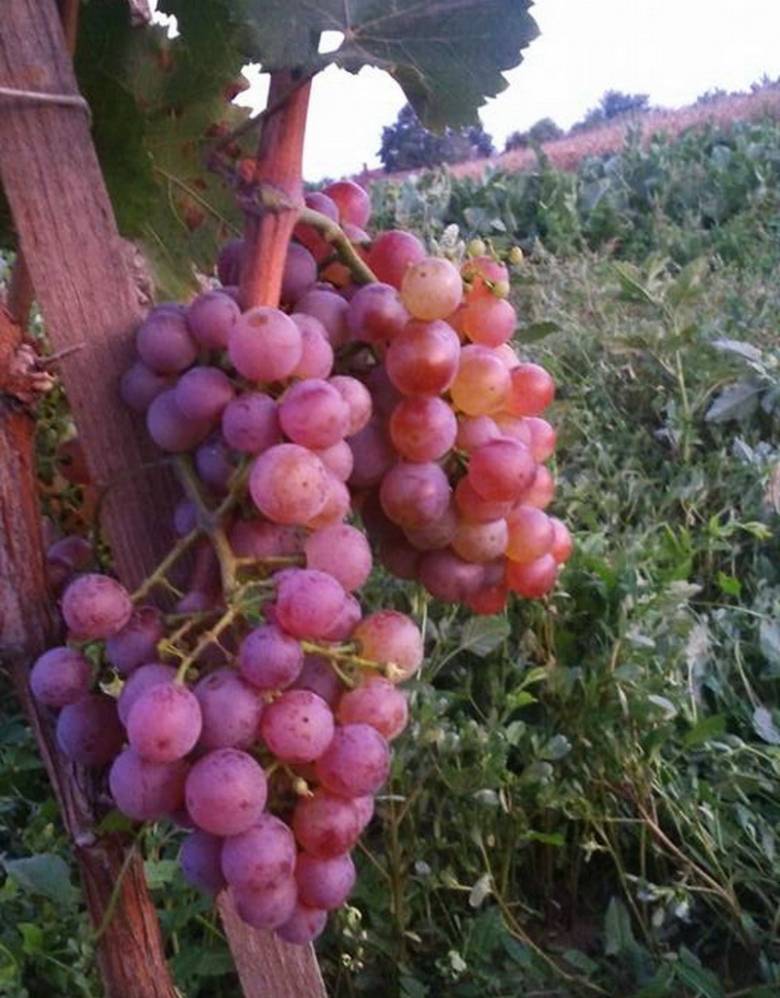 Bakator szőlőfürt •  Fotó: Hejt Pincészet