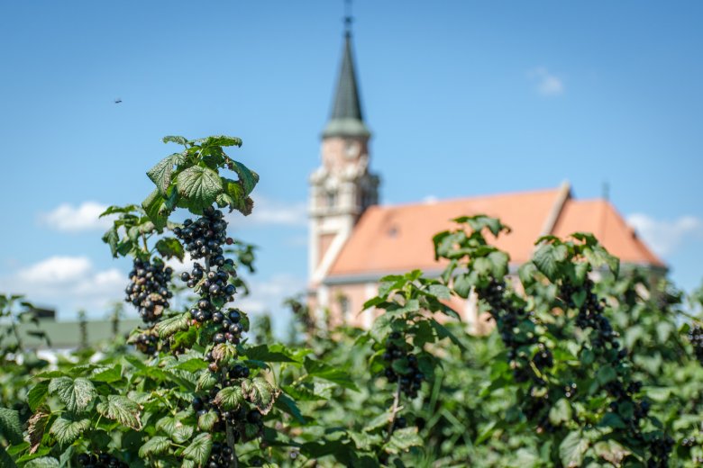 Jelenleg nagyon kelendőek a bogyós gyümölcsök, így a ribizli is •  Fotó: Pinti Attila