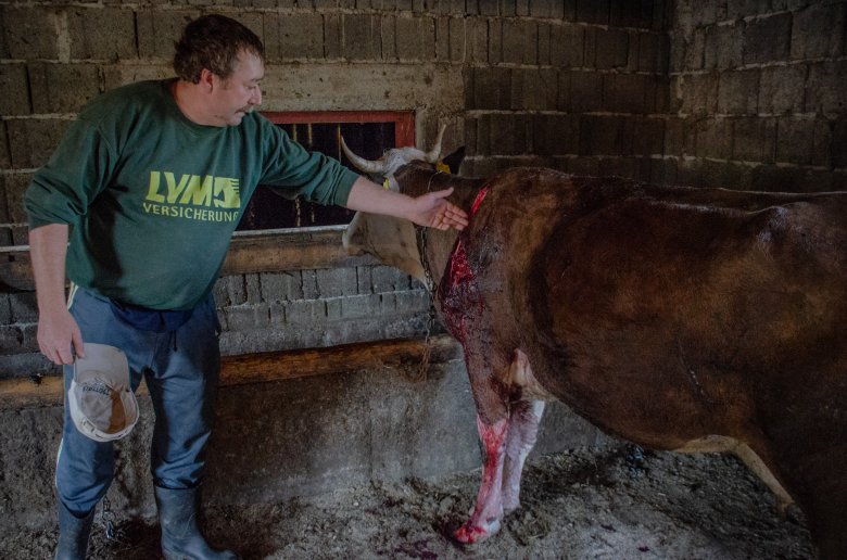 Medvetámadás Csíkbánkfalván: Székelyföld-szerte sok a panasz a nagyvadak kártételére •  Fotó: Gecse Noémi