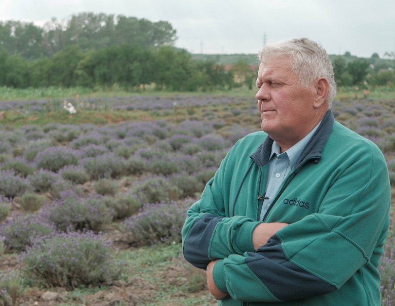 Végső András a levendulaültetvényen •  Fotó: Sütő Éva