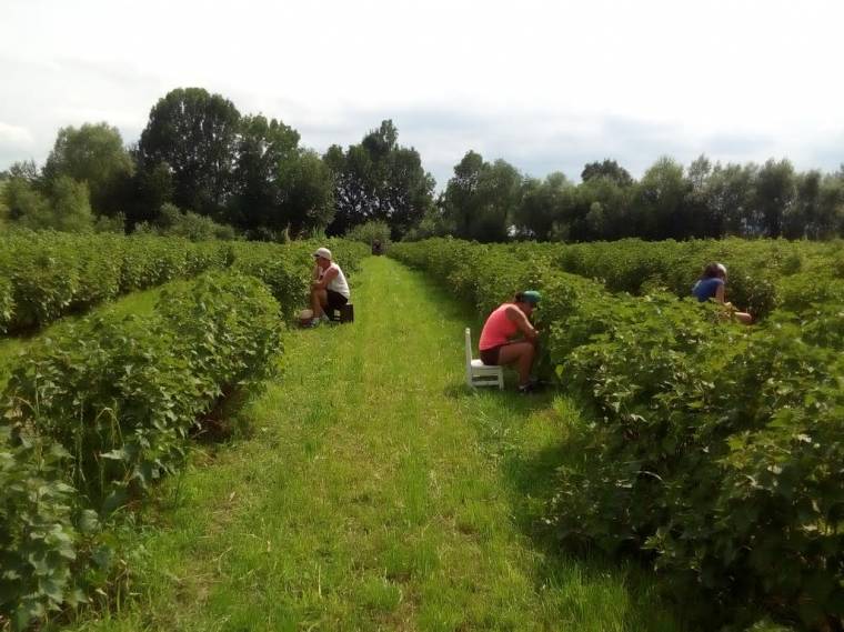 Húsmarhák a ribizlifarmon