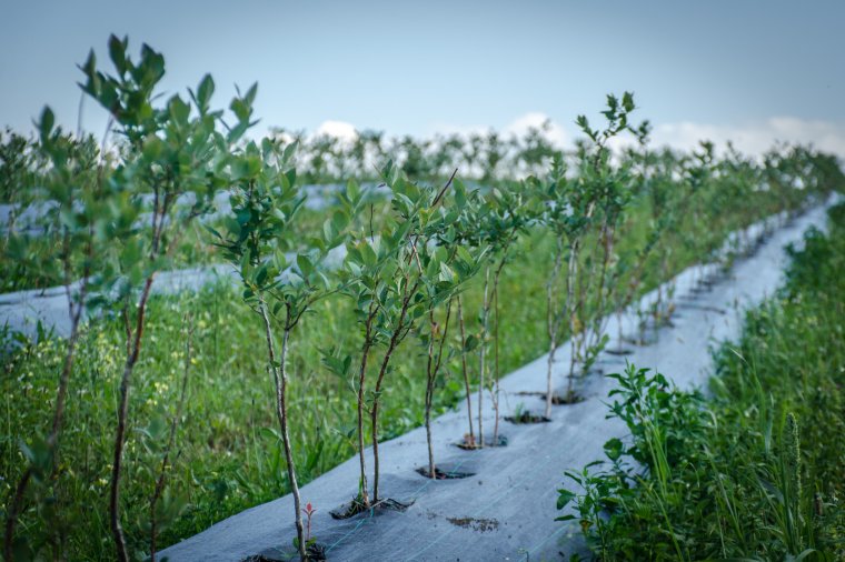 Pityóka helyett áfonya vagy málna