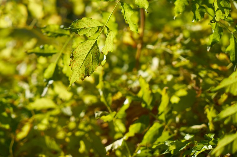 Európai díjat kapott a kolozsvári Bükk erdőpark