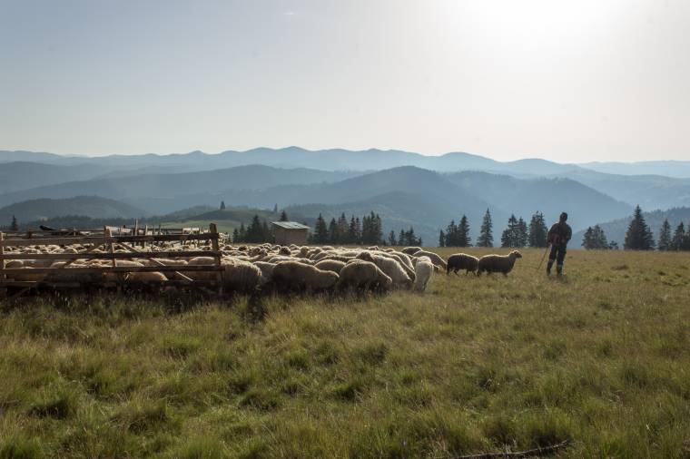 Egy bükkhavasi esztena élete