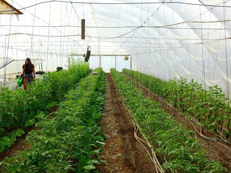 A génmódosított termékek kitiltásával, „tiszta” mezőgazdasági áruval maradhat versenyképes a romániai agrárium