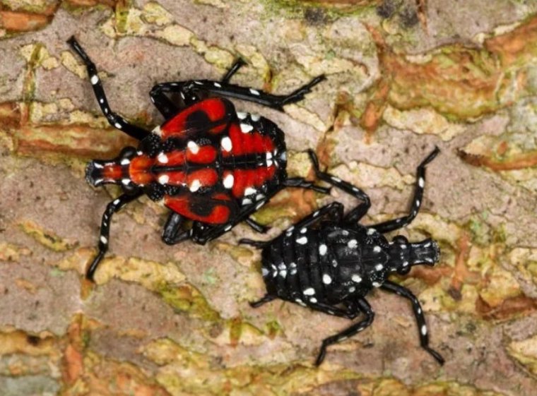 Az európai gazdák réme lehet az Egyesült Államokban pusztító pettyegetett szárnyas kabóca