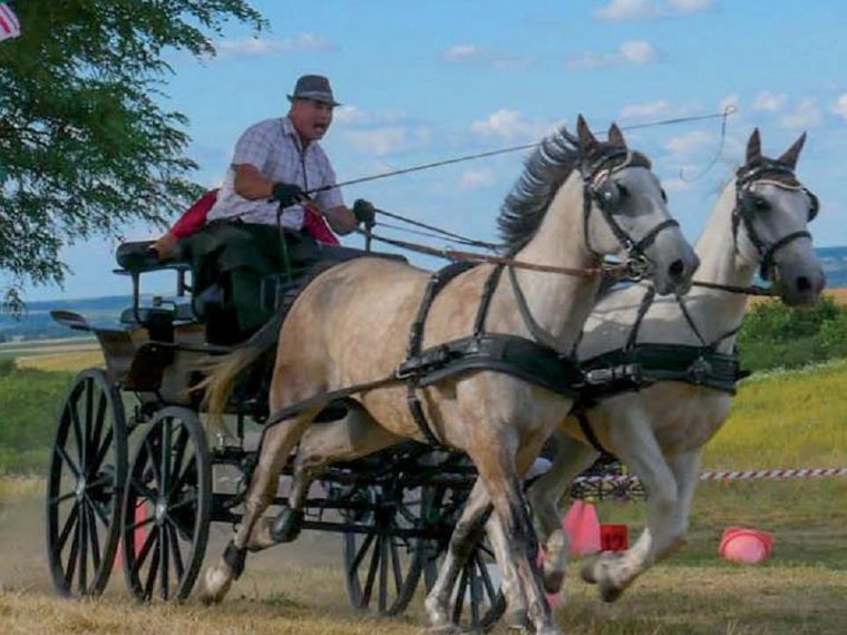 Érköbölkúton a ló családtag