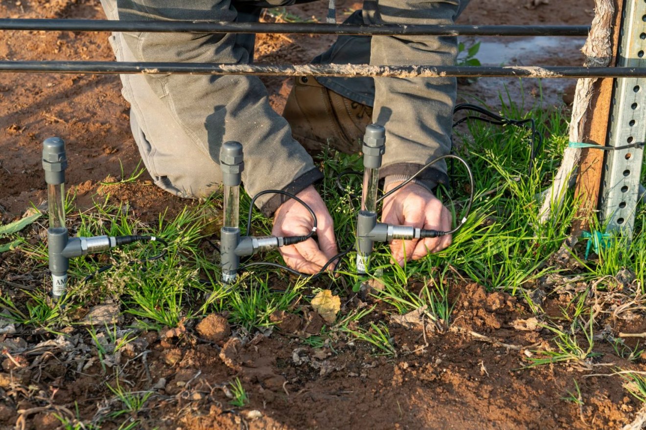 Az izraeli Agronoze cég szenzorokkal ellátott öntözőrendszere, amely a növény vegetatív igényeihez mérten szabályozza a vízellátást •  Fotó: Agronoze