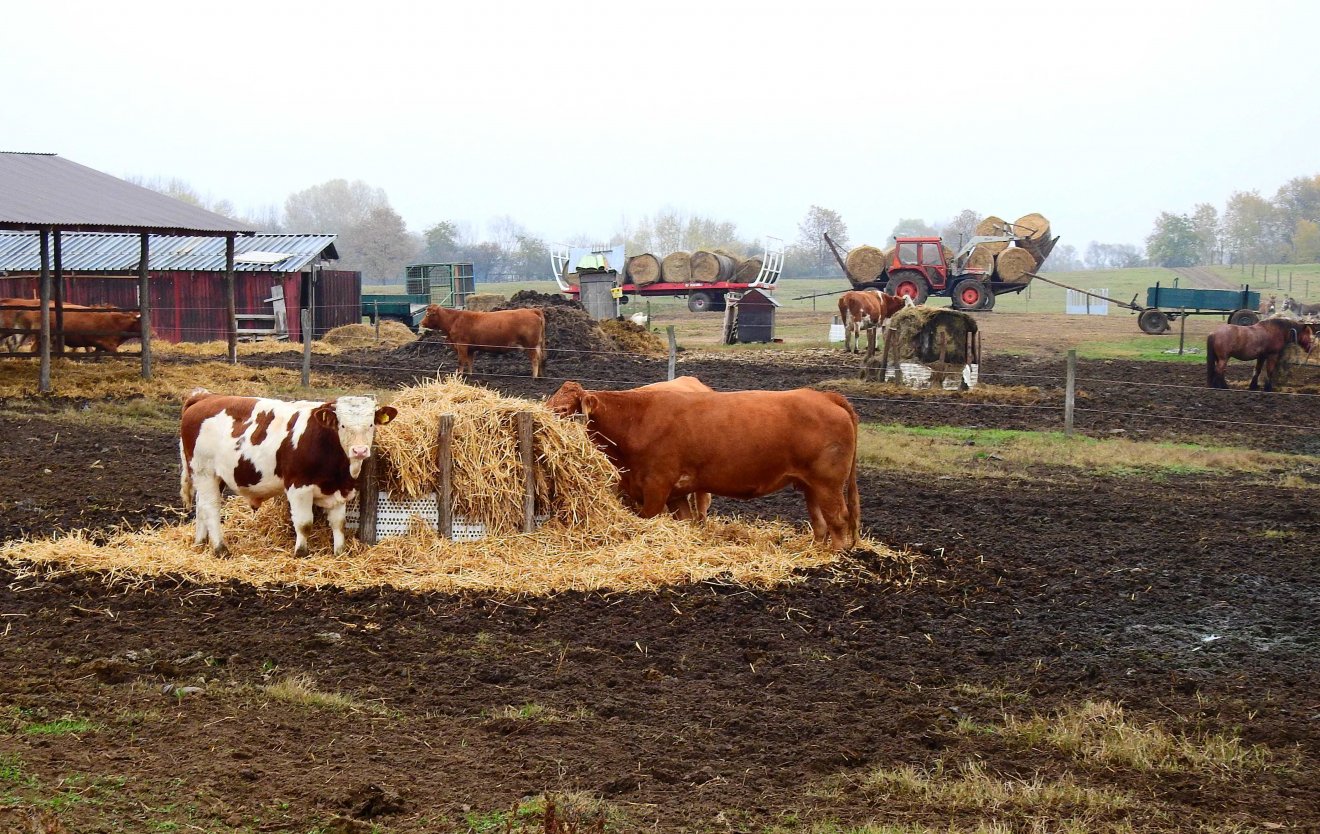 A magyar határhoz közeli Csanáloson húsmarhatartásra szövetkeztek a helyi magyar gazdák •  Fotó: Makkay József