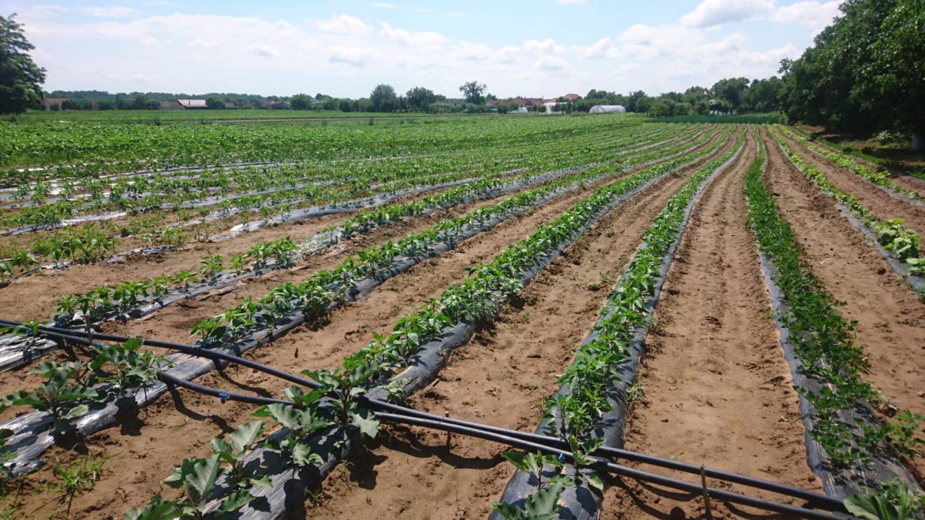Bakhátas, fóliás zöldségtermesztés csepegtető öntözéssel •  Fotó: Diószegi István