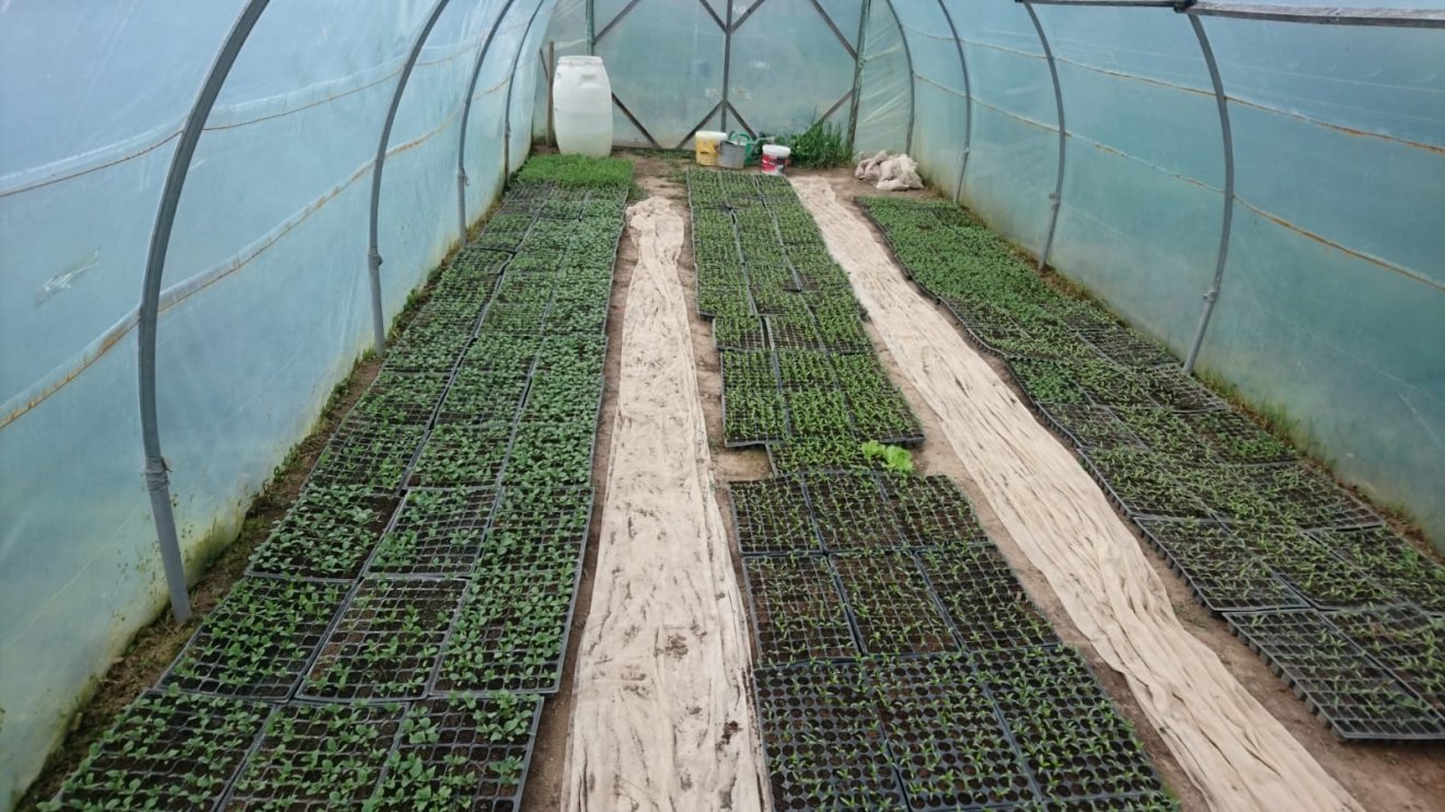 Készülődés tavaszra. A palántákat fóliaházban nevelik korai kiültetésre •  Fotó: Diószegi István