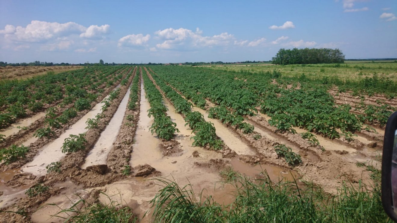A híres sándorhomoki krumpli termsztésével ma már kevesen foglalkoznak a szatmári településen •  Fotó: Diószegi István