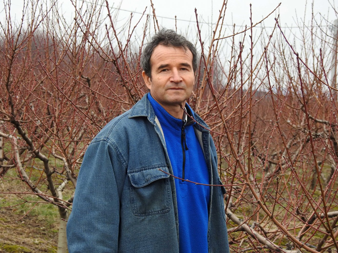 Molnár Gyula a barackültetvényén. Évről évre bővíti a családi birtokot •  Fotó: Makkay József