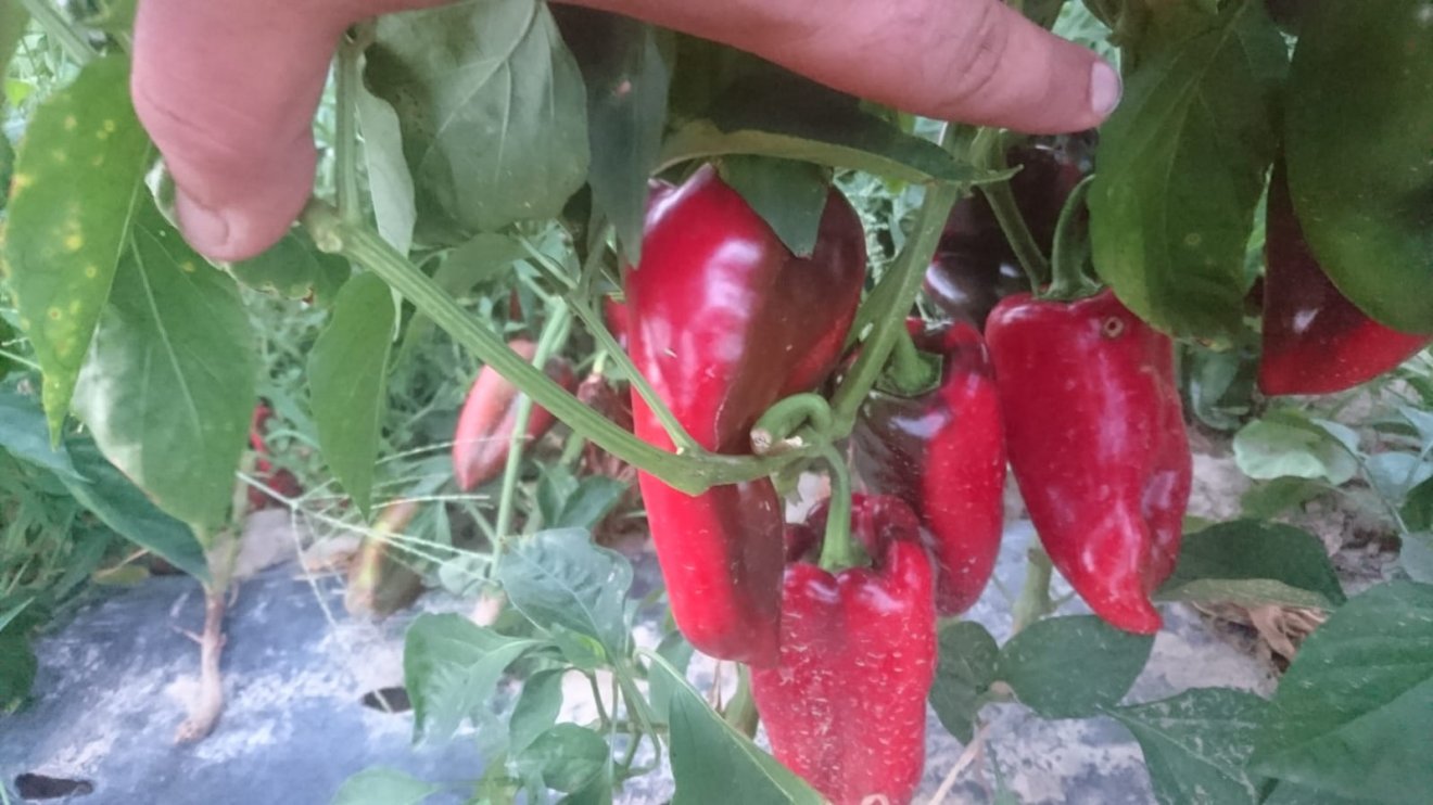 A szatmári farmon megtermelt paprika zöme Kolozsváron talál vevőre •  Fotó: Diószegi István