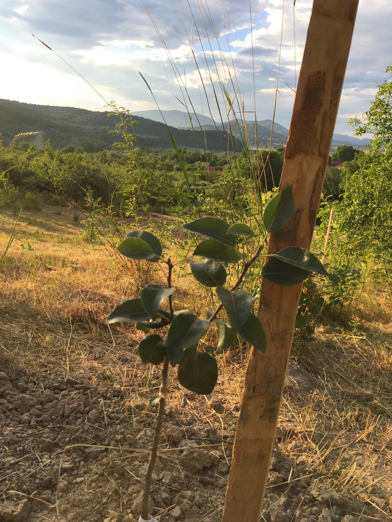A kőszegremetei körtefa már leveledzik •  Fotó: Csókási-Budaházi Attila gyűjteménye