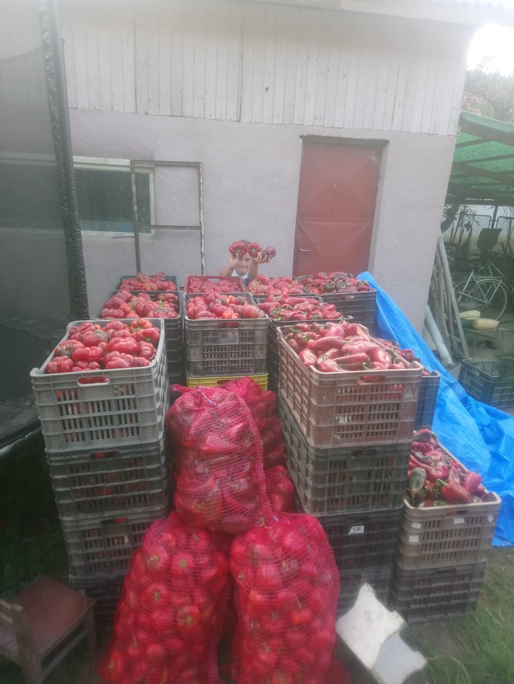 Irány Kolozsvár! Szállításra kész áru 2023  nyarán Sándorhomokon •  Fotó: Diószegi István