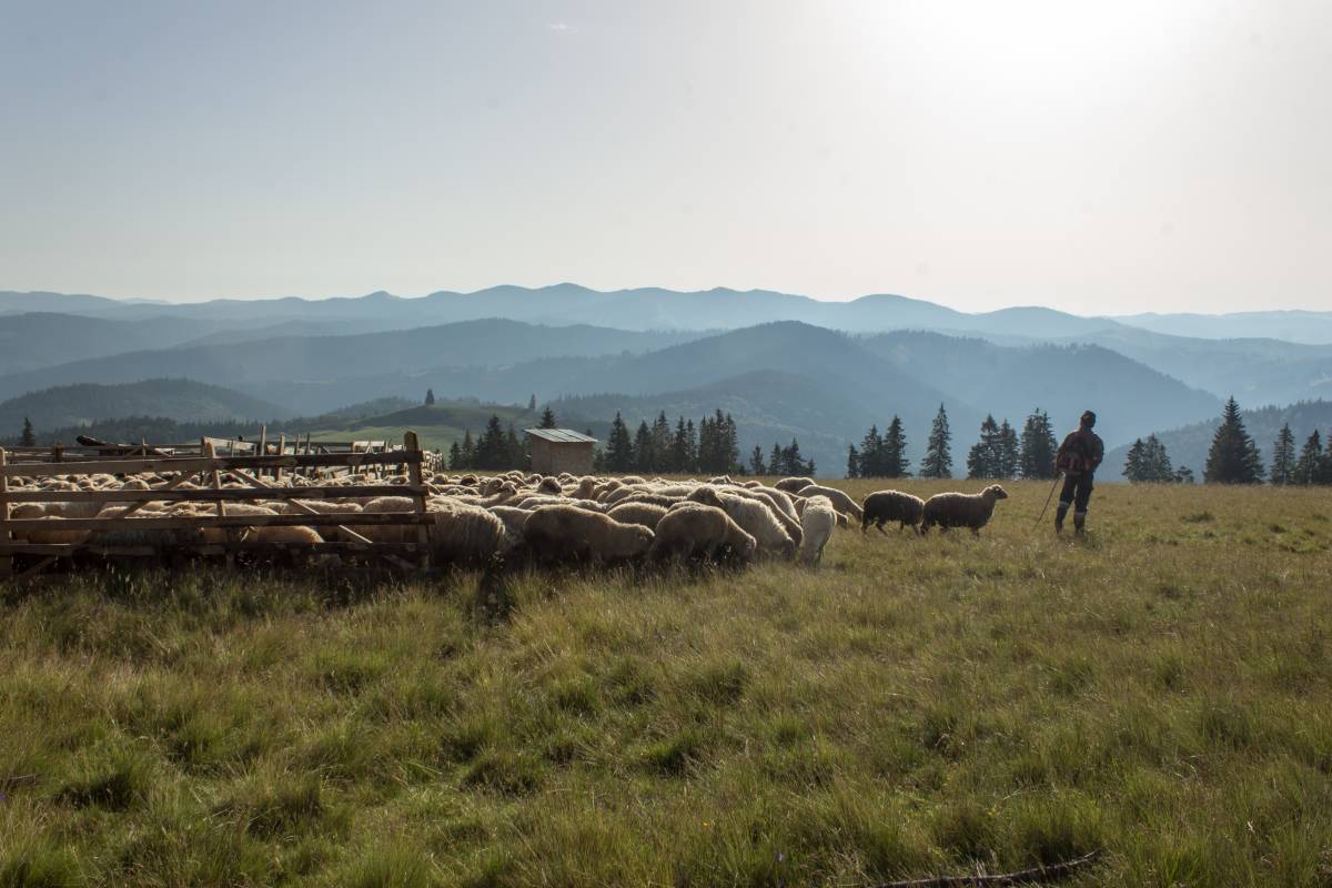 Reggelente nem hajtják, hanem csapják a juhokat. A pásztorok füttyének, kurjongatásának megfelelően vonulnak az állatok &bullet;  Fotó: Pap Éva