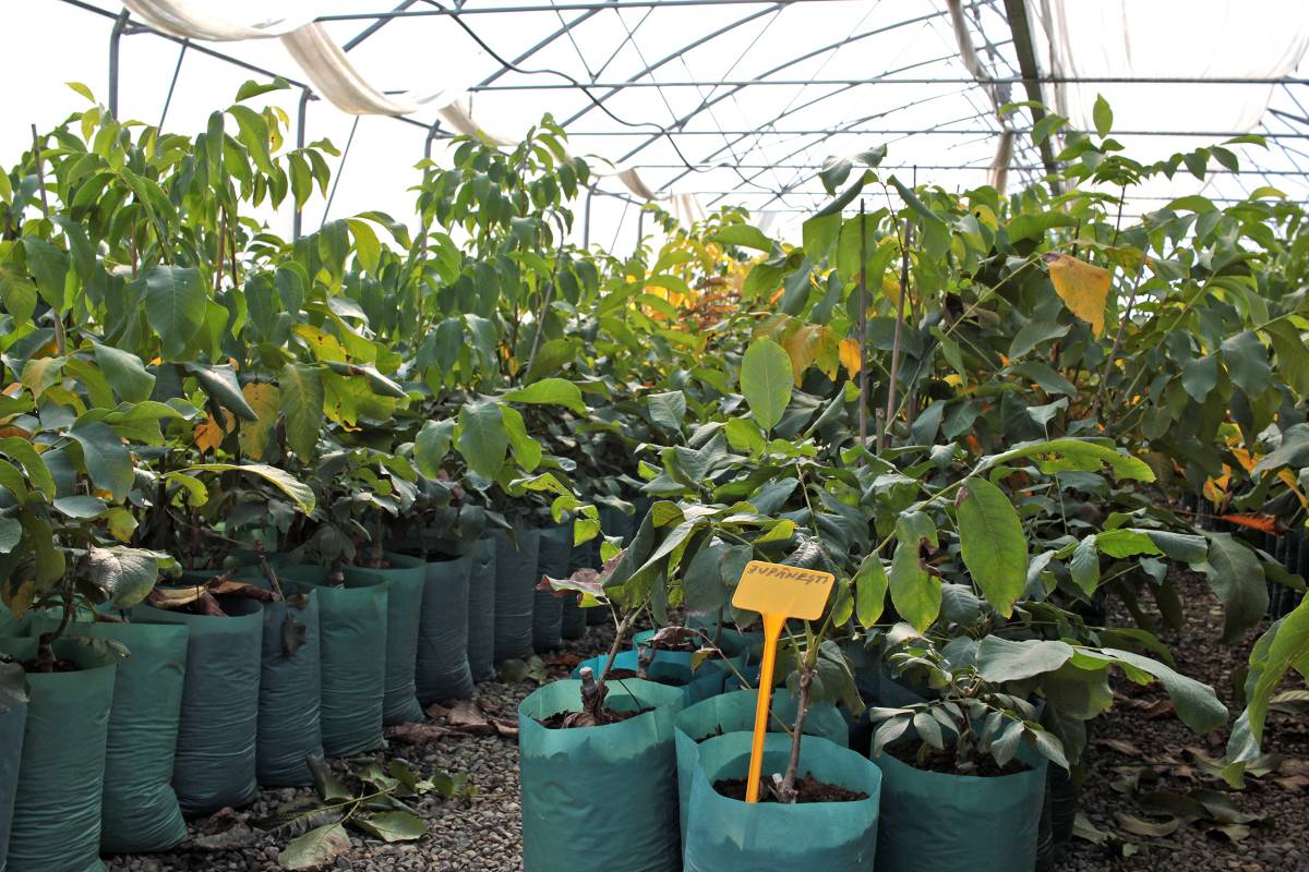 A beoltott csemeték fóliasátorban várnak értékesítésre &bullet;  Fotó: Haáz Vince
