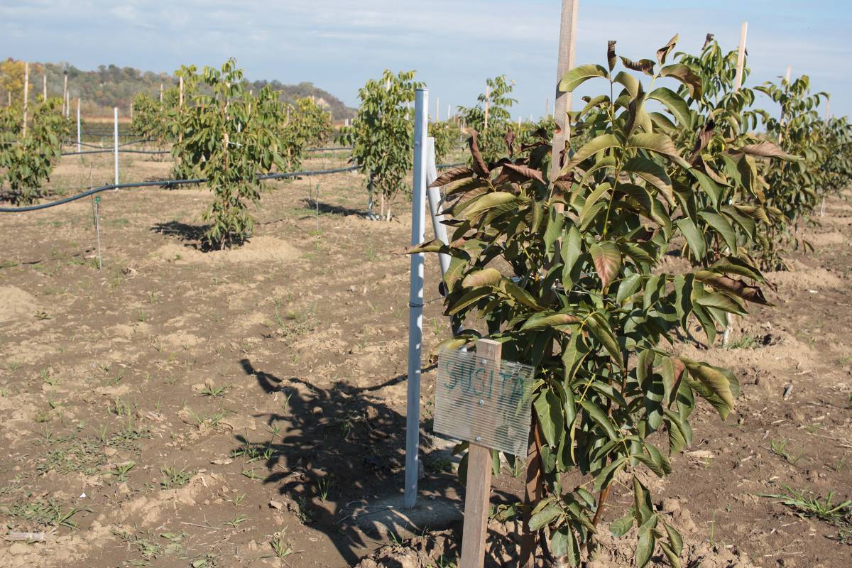 A dióültetvény kincsesbánya lehet a hozzáértő gazda számára &bullet;  Fotó: Haáz Vince