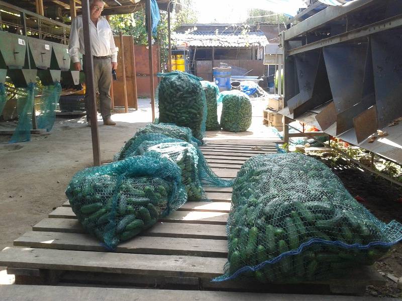 &bullet;  Fotó: Makkay József