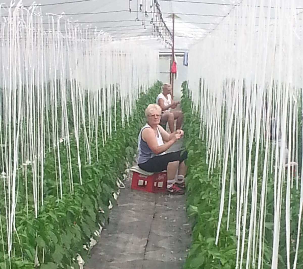 Tápoldatos paradicsomtermesztés a Fazakas-farmon Nyárádkarácsonban &bullet;  Fotó: EMGESZ