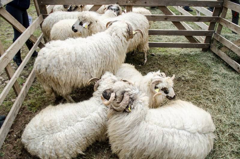 &bullet;  Fotó: Barabás Ákos