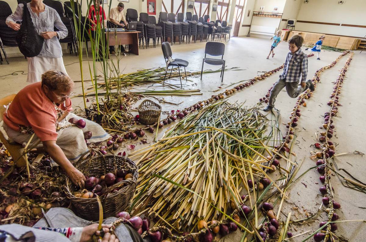 Nádra kerül a hagyma. Az asszonyok kettesével fonják koszorúba az egyforma méretű ízletes gumós zöldséget &bullet;  Fotó: Veres Nándor