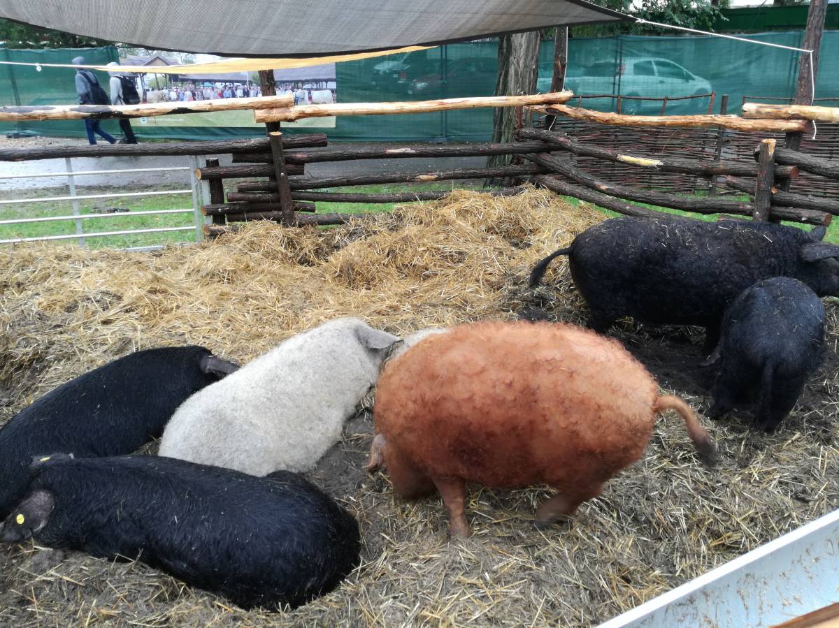 Mangalicák: egyre népszerűbb az ősi magyar disznó &bullet;  Fotó: Ilyés Szabolcs