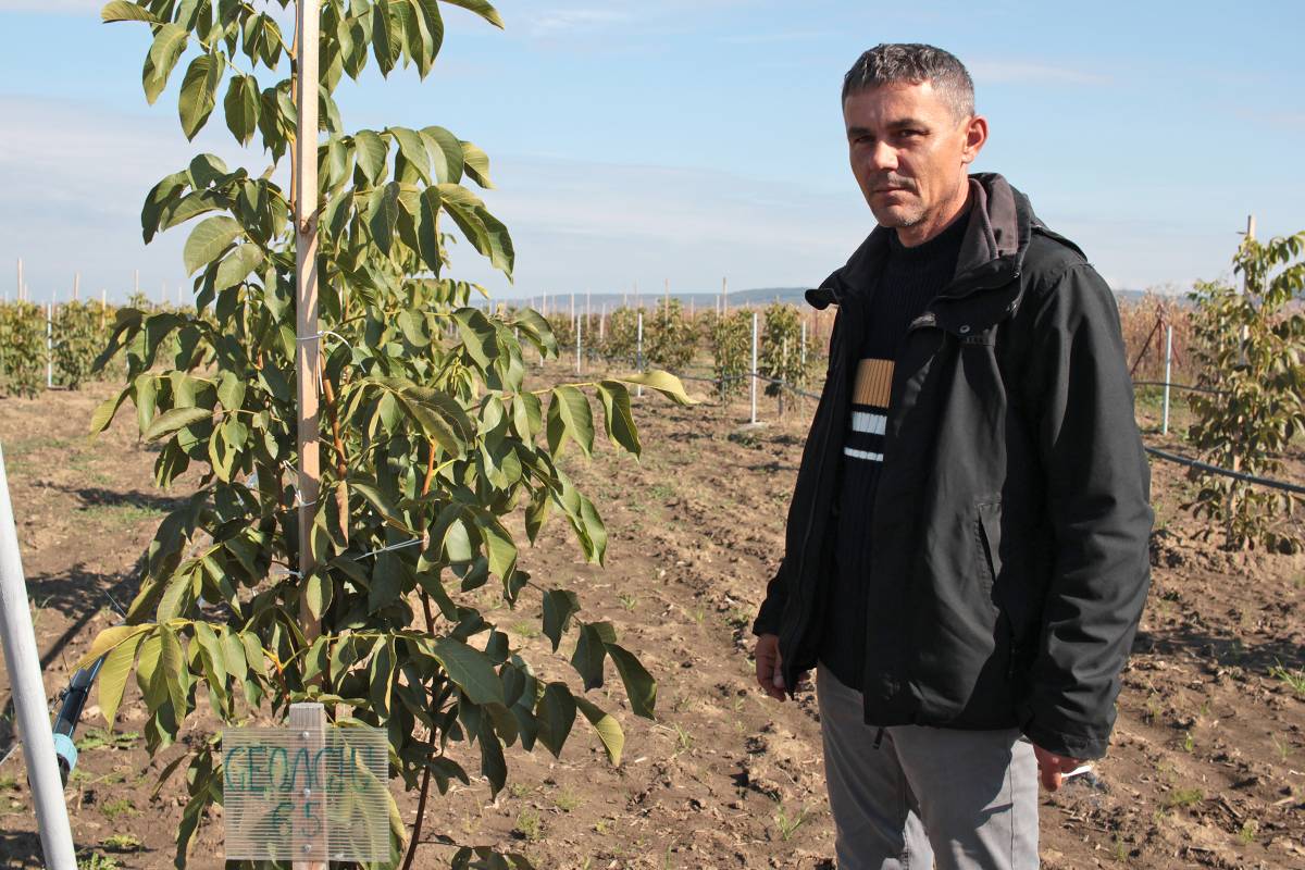 Ravasz Szabolcs mérnök szerint egyre nagyobb az igény a facsemetéikre &bullet;  Fotó: Haáz Vince