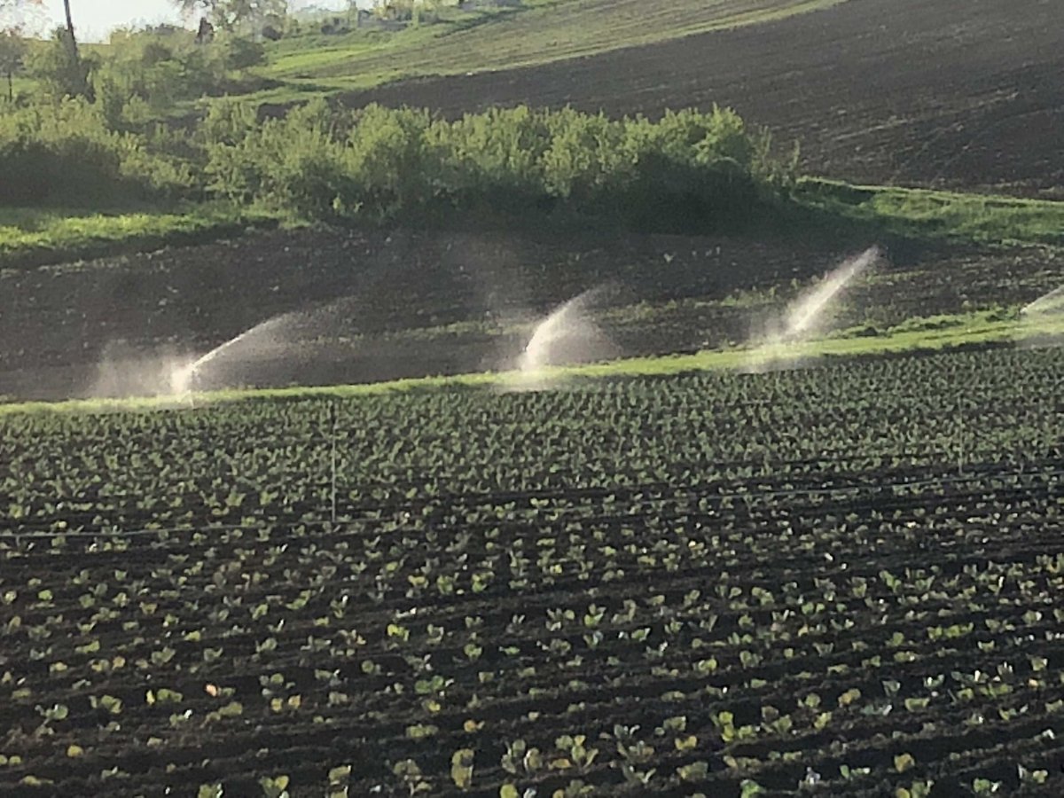 A fóliasátrakat tízhektáros szántóföldi zöldségtermesztés egészíti ki &bullet;  Fotó: EMGESZ