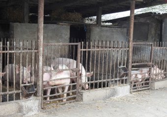 Különtámogatás a sertés- és baromfitenyésztők számára